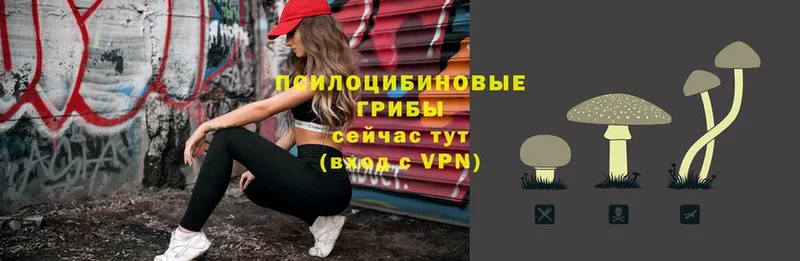 Галлюциногенные грибы Psilocybe Кстово